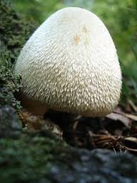 Image result for Volusia amboinensis