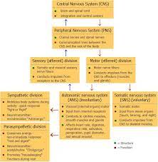 Study notes on grasshopper phylum arthropoda. The Nervous System