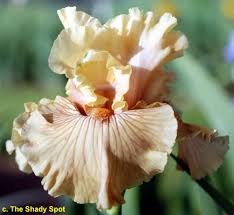 TbJustCrazy < TbFthruJ < Iris Wiki