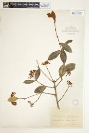 Image result for Garcinia huillensis