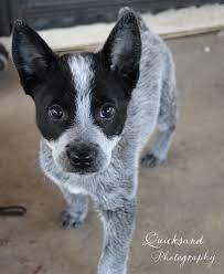 Quicksandphotography Australian Cattle Dog Puppy Cattle Dog Puppy Heeler Puppies