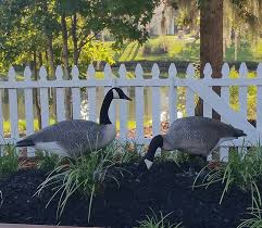More geese, more droppings, and more parents protecting their nests? Realistic Canada Goose Garden Statue Standing Feeding Geese Set