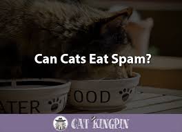 We already know that the cats could eat shrimps? Can Cats Eat Spam Cat Kingpin