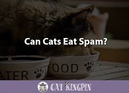 Cats can have crab meat in their diet. Can Cats Eat Spam Cat Kingpin