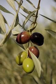 Isaiah 17 6 9 Yet Gleaning Grapes Shall Be Left In It As The Shaking Of An Olive Tree Two Or Three Berries To The Top Of The U Olive Fruit Olive Tree Fruit