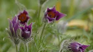 Handcrafted with fresh carnations, mums, and poms in shades of purple, pink, and green, it purple flowers and gift delivery from 1800flowers make the. Pasqueflower The Wildlife Trusts