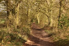 England is a country in europe. Hintergrundbilder Baume Wald Natur Gras Draussen Holz England Sonne Schotterstrasse Wildnis Vereinigtes Konigreich Gehen Baum Herbst Schatten Blatt Weg Vegetation Wiese Prarie Boden Absolutstunningscapes Landliches Gebiet