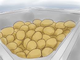 How To Grow Sweet Potatoes If You Re Looking To Start A Garden Sweet Potatoes Are A Relatively Low Growing Sweet Potatoes Growing Potatoes Planting Potatoes
