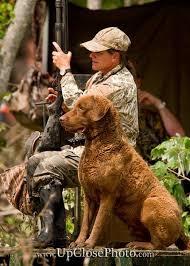 Black And White Chesapeake Bay Retriever Riversedge Chesapeake Bay Retrievers Chesapeake Bay Retrievers Gold Bar Wa Chesapeake Bay Retriever Chesapeake Bay Retriever Puppy Chesapeake