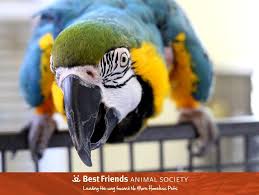 Adopt From Our Sanctuary Pet Birds Macaw Rescue Animals