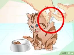 Your veterinarian can determine and treat the underlying cause of. 4 Ways To Get A Sick Kitten To Eat Wikihow