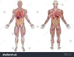 Five vital organs that are essential for survival are the brain, heart, kidneys, liver, and lungs. Human Organs Back View Koibana Info Human Organ Human Human Anatomy