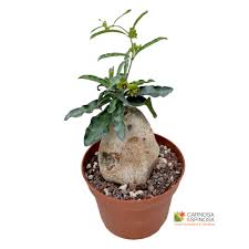 Image result for Raphionacme procumbens