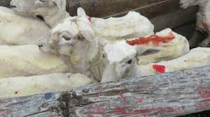 But i'd be remiss if i didn't mentioned that thanks to this little change; Italian Wool Exposed Sheep Kicked Cut And Killed Peta India