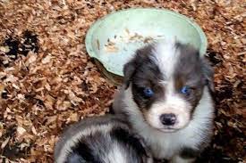 Adopt summit a merle australian shepherd / mixed dog in eugene, or (31149169) australian shepherd · eugene, or summit is a 3 year old purebred australian shephard goofy boy who loves lots of space to roam. Australian Shepherd Puppies For Sale In Roseburg Oregon Classified Americanlisted Com