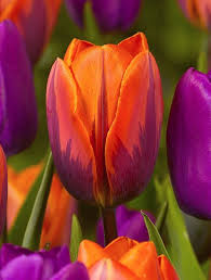Tulip Slideshow Tulip Springgarden Beautiful Flowers Bulb Flowers Tulips