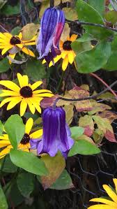 On aug 31, 2001, smiln32 from oklahoma city, ok (zone 7a) wrote: September 2013 Clematis In Seattle