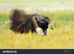 Anteater Cute Animal From Brazil Giant Anteater Myrmecophaga Tridactyla Animal With Long Tail And Log Muzzle Nose Pant Giant Anteater Cute Animals Animals