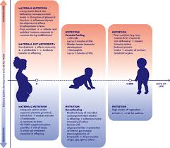Se slutten av filmen for sakte film over hinder. Frontiers Impact Of Early Life Nutrition On Children S Immune System And Noncommunicable Diseases Through Its Effects On The Bacterial Microbiome Virome And Mycobiome Immunology