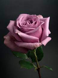 Blue Curiosa Lavender Standard Rose Lavender Roses Purple Roses Beautiful Rose Flowers
