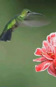 Rafaela Solorzano (rafaelacsolorzano)