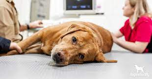 When dogs are diagnosed with an isolated tumor, surgery is common. The Truth About Hemangiosarcoma In Dogs Dogs Naturally
