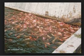 Cara Membuat Kolam Ikan Nila Dari Dasar