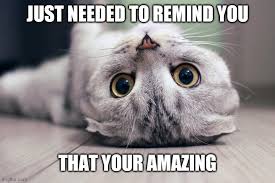You're doing amazing, sweetie is a memorable quote from the reality television series keeping up with the kardashians. Image Tagged In Cute Cat Imgflip