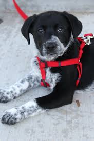 Australian Shepherd Blue Heeler German Shorthair Mix Puppy Puppies Australian Shepherd Blue Heeler Australian Shepherd German Shorthair
