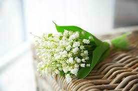 Joli bouquet de muguet du 1er mai, composé de brins de muguet en fleurs couronné de feuilles de muguet. Muguet Du 1er Mai 2021 Cueillette Et Vente Autorisee Du Brin Porte Bonheur