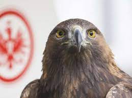 The eagle usually starts the flight from the top of the stadiu. Eintracht Frankfurt Sge Einzelkritik Wie Haben Sich Die Adler Gegen Benfica Lissabon Geschlagen Eintracht