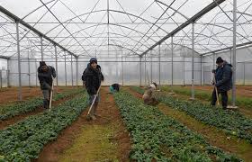 Les jardins de cocagne ont défini une charte qui édite quatre grands principes: Les Jardins De Cocagne Cultivent Les Hommes Libres