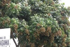 Daun rambutan memiliki khasiat sangat kaya dan baik untuk perawatan dan kesehatan. Kenapa Pohon Kelengkeng Tidak Berbuah Bibit Buahku