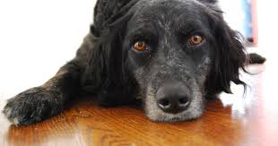 Why Do Dogs Sigh Dogs Dog Behavior Dog Friends
