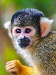 Portrait Of A Squirrel Monkey Squirrel Monkey Baby Animals Cute Baby Animals