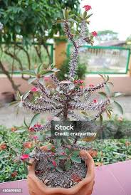 Image result for Euphorbia espinosa