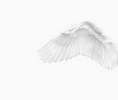 Black And White Angel Wings Aesthetic Love Minimal Style White Aesthetic White Wings Angel Aesthetic