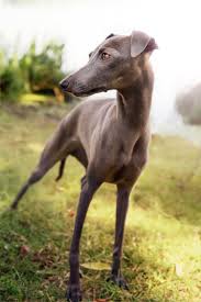 10 Overlooked Dog Breeds That Make For Great Family Pets Whippet Dog Puppy Whippet Puppies Whippet Dog