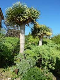 jardins du rayol cote d azur languedoc costal living landscape