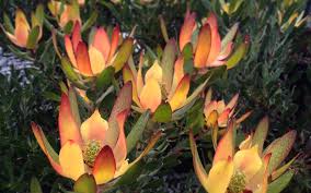 Image result for Platycoryne protearum