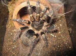 Maybe you would like to learn more about one of these? Terrestrial Tarantula Set Up Caresheet Chaco Golden Knee Caresheet Grammostola Pulchripes Tarantula Chacos Pet Spider