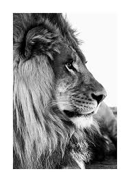 Lion decor lion toy lion stuffed animal lion book Lion Profile Poster