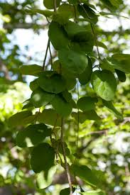 Image result for Fockea multiflora