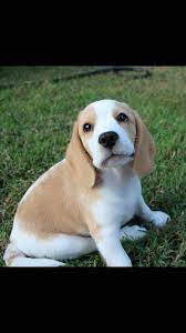 We did not find results for: It S A Baby Squishy Lemon Beagle Cute Beagles Beagle Puppy Lemon Beagle