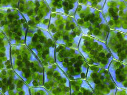 Chloroplasts will sometimes move around within the cell in order to position themselves to where they can best absorb sunlight. Plastid Wikipedia