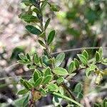 Image result for Vaccinium madagascariense
