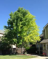 It also inherited a susceptibility to diseases and insect problems that afflict both parents and. 13 Year Old Autumn Blaze Maple Problem 133480 Ask Extension