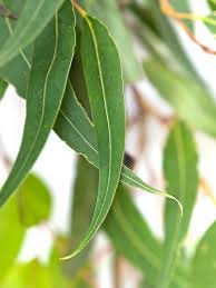 Image result for Eucalyptus citriodora