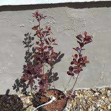 More images for cotinus coggygria lilla » Cotinus Coggygria Lilla Smoke Bush Lilla In Gardentags Plant Encyclopedia