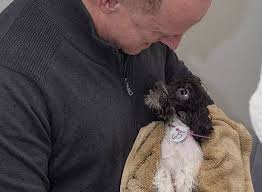 Jump to havanese shelters and rescues in florida. Havaheart Rescue